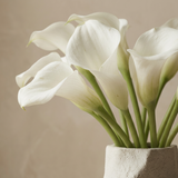 Cala lily