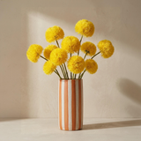 Spider chrysanthemum