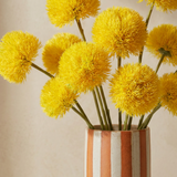 Spider chrysanthemum