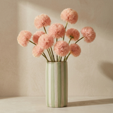 Spider chrysanthemum