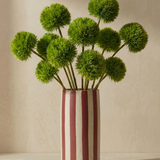 Spider chrysanthemum